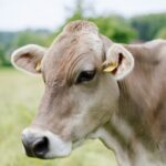 a brown and white cow standing on top of a lush green field