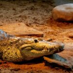 a crocodile laying on the ground next to a rock