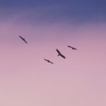 birds flying under blue sky during daytime