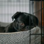 pug lying on pet bed