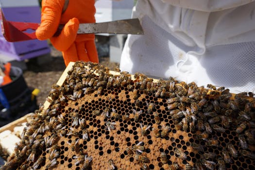 Close-up of a beekeeper handling a honeycomb frame with bees. Ideal for articles on beekeeping or honey production.